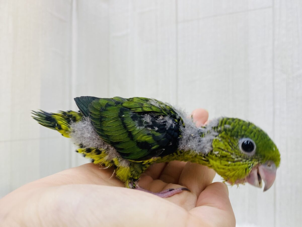 サザナミインコ
