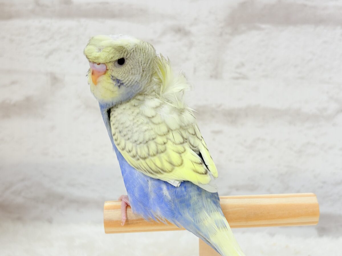 梵天セキセイインコ