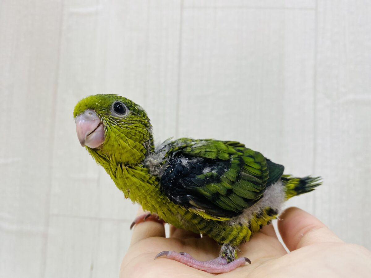 サザナミインコ