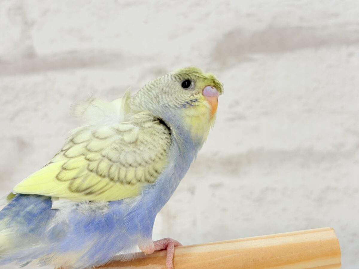 梵天セキセイインコ