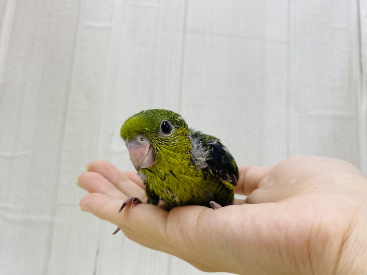 サザナミインコ