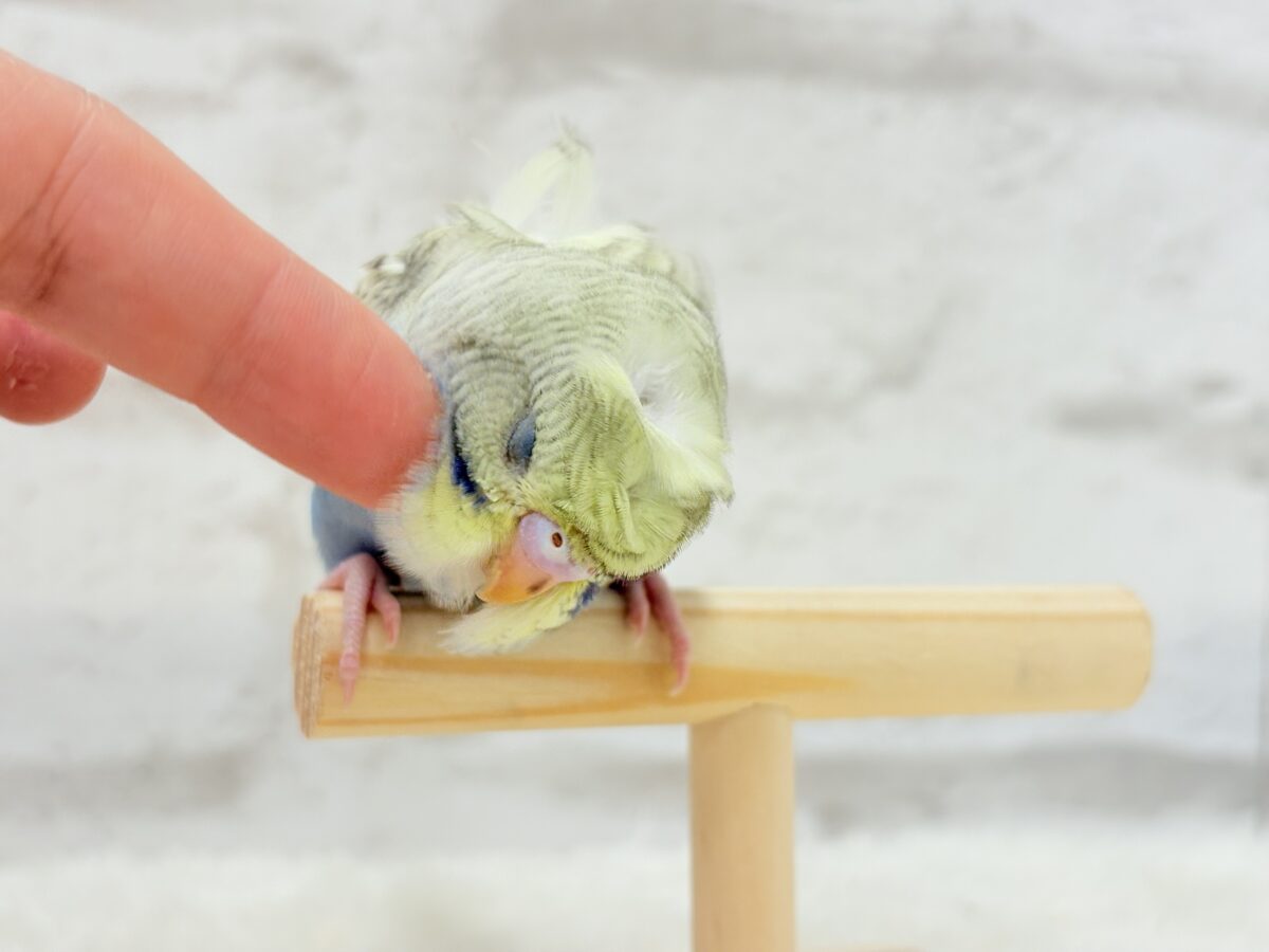 梵天セキセイインコ