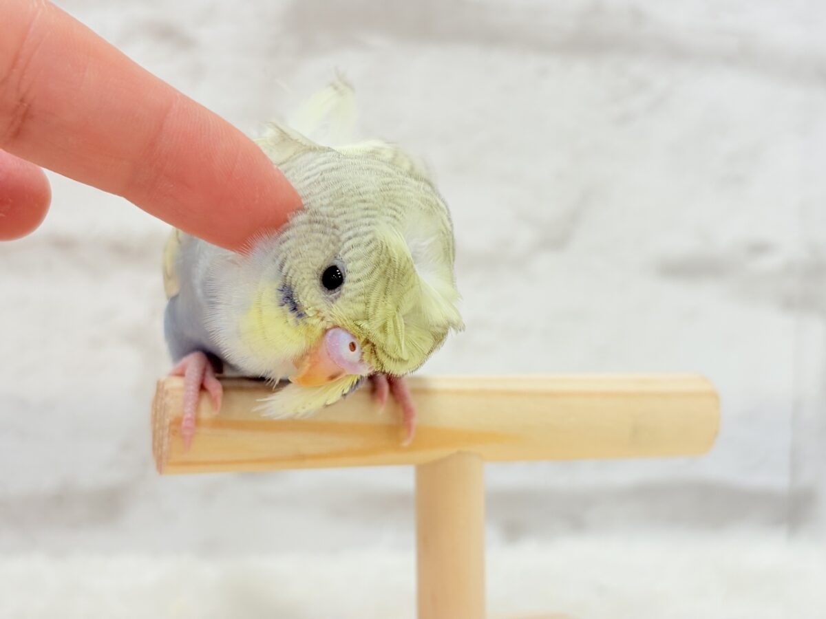 梵天セキセイインコ