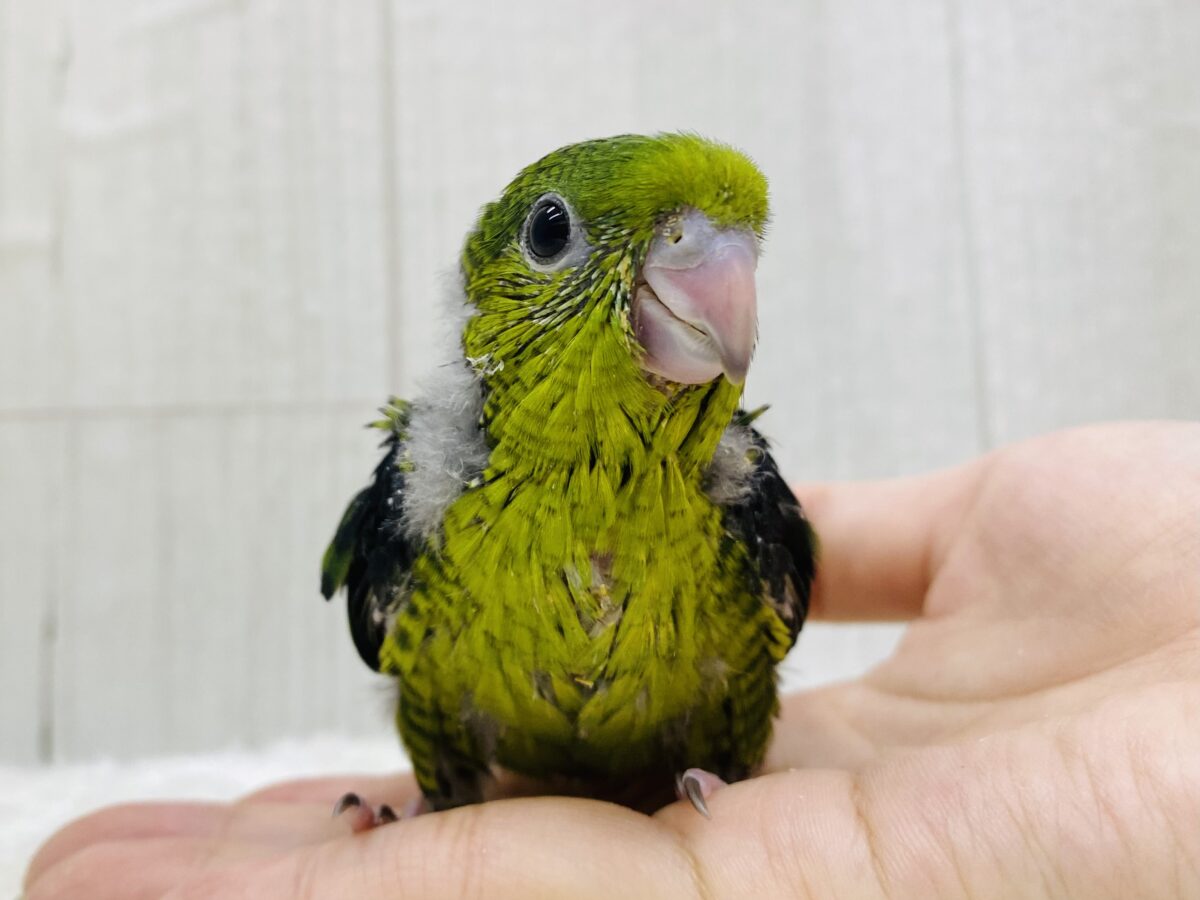 心の癒しグリーン🍀メロメロ注意‼️サザナミインコ（ノーマル）