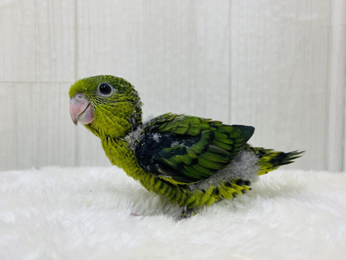 サザナミインコ
