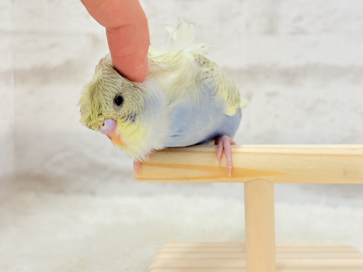 梵天セキセイインコ