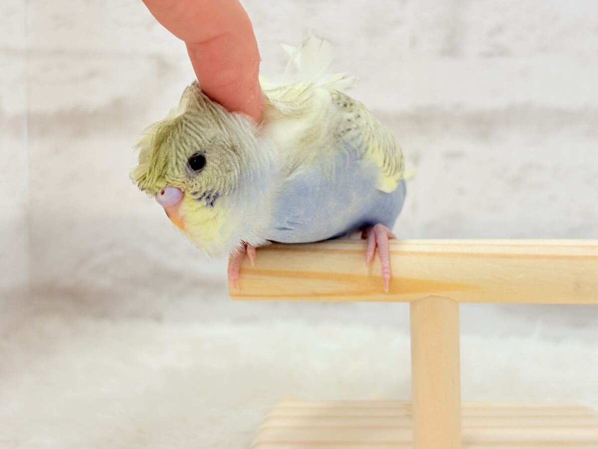 梵天セキセイインコ