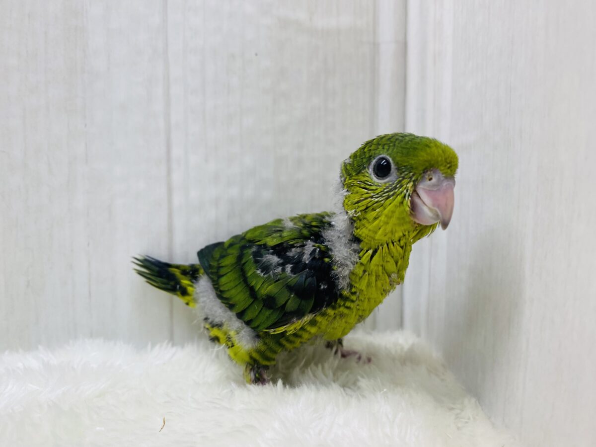 サザナミインコ