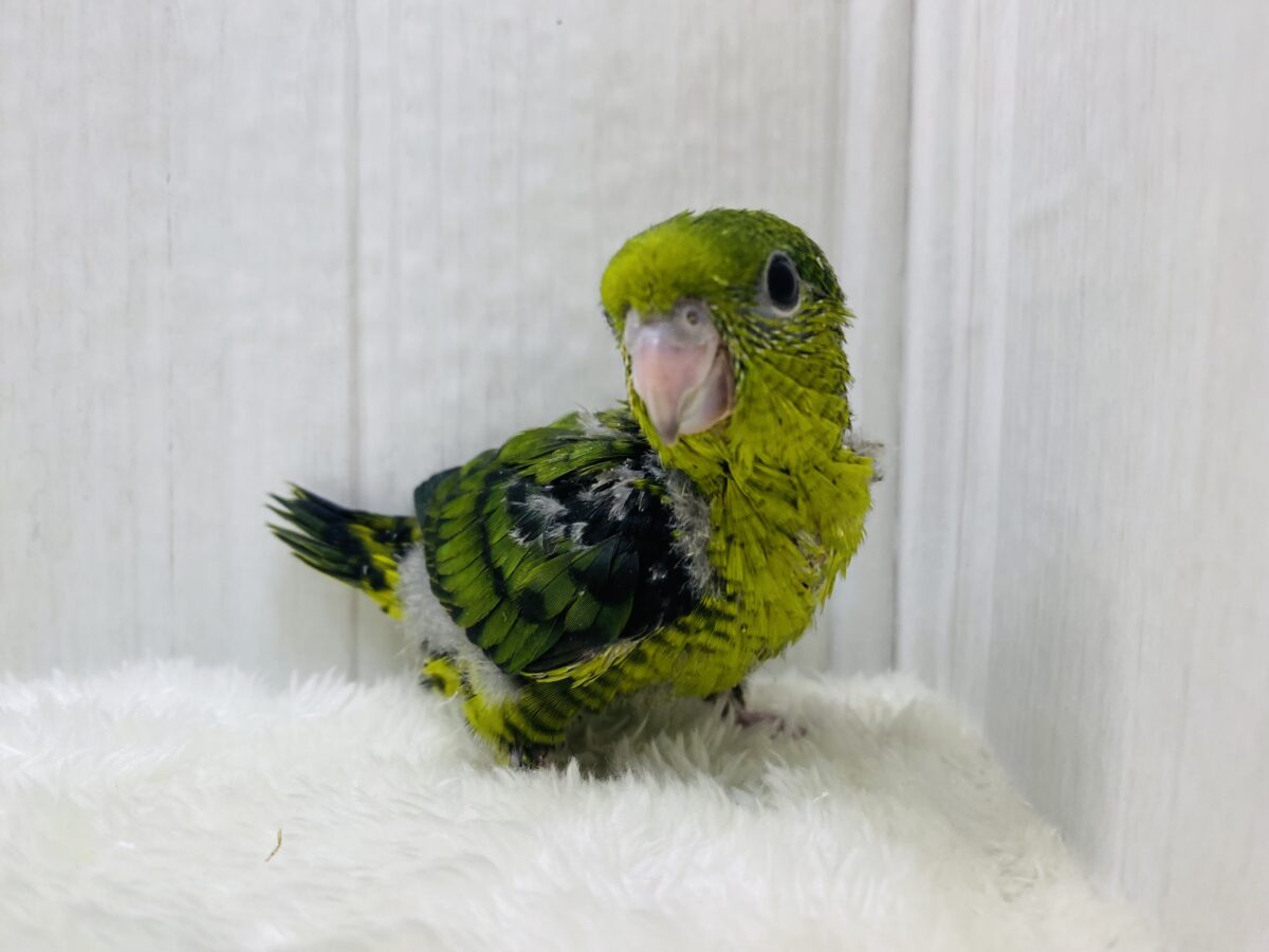サザナミインコ