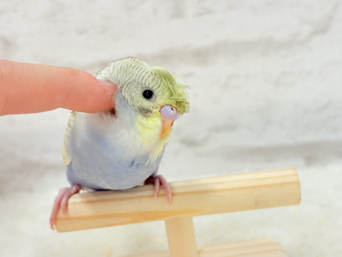 梵天セキセイインコ