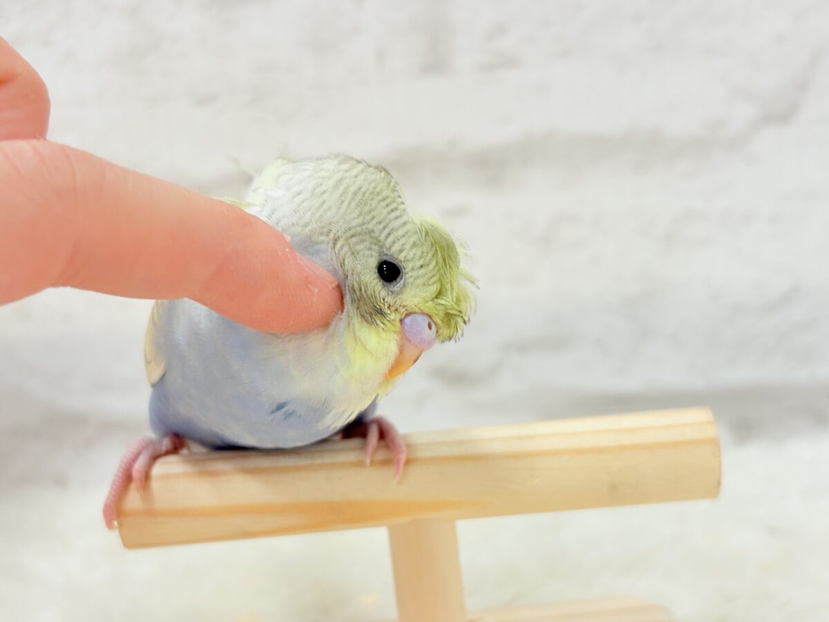 梵天セキセイインコ