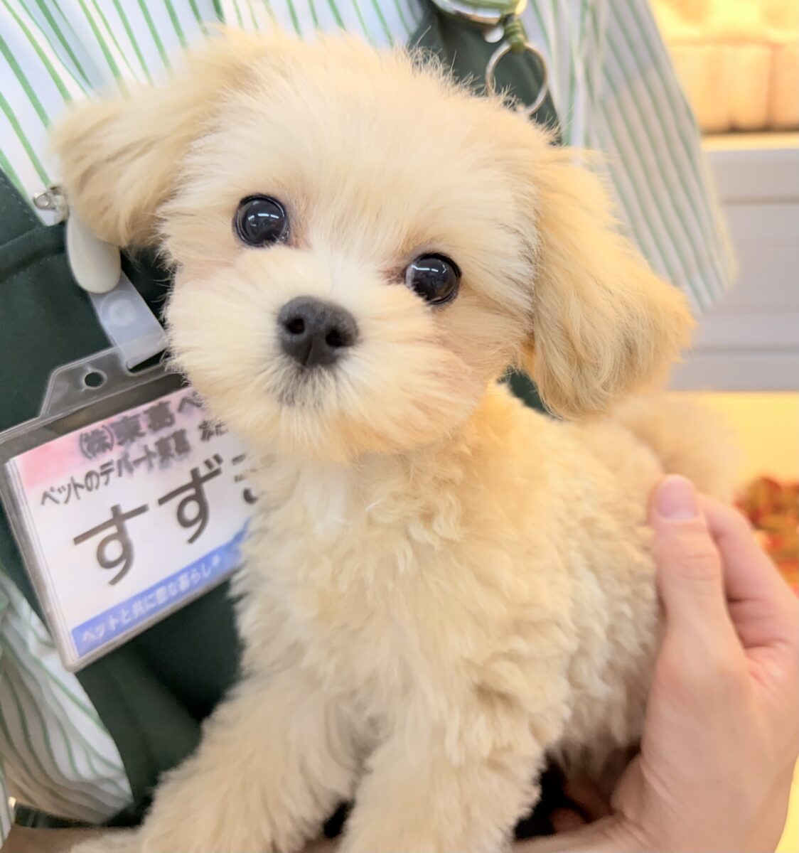 最新📷ふわふわ☁️甘えん坊くんなマルプーくん
