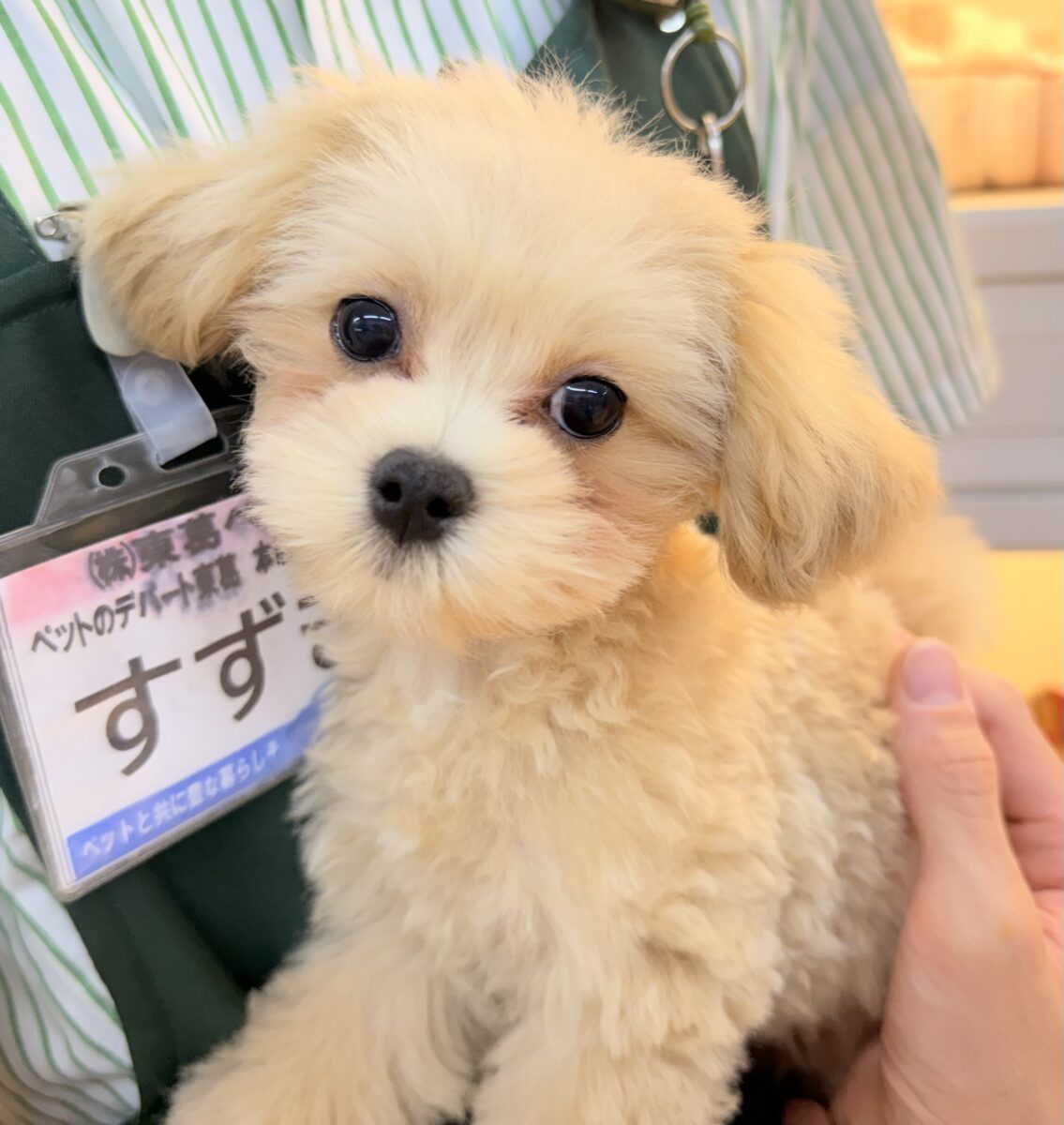 マルプー