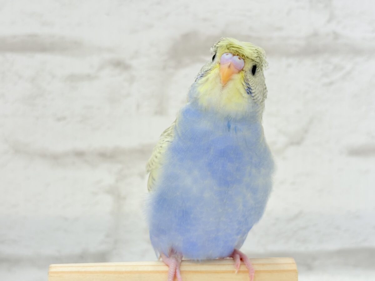 梵天セキセイインコ
