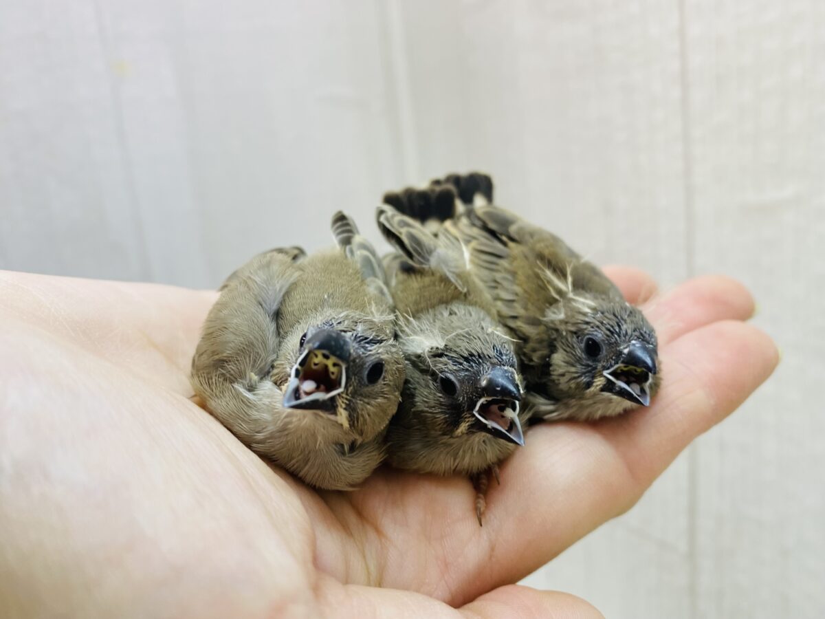 錦花鳥（キンカチョウ）