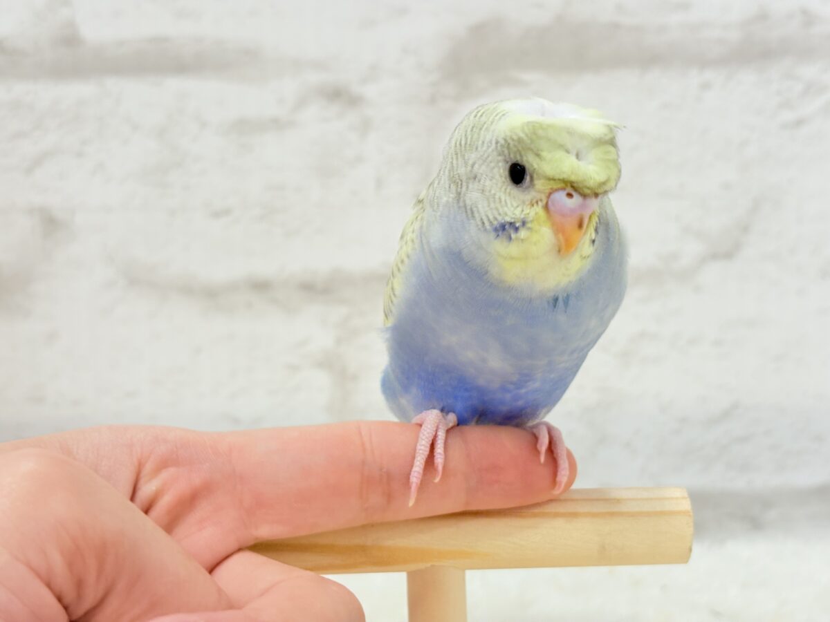 梵天セキセイインコ
