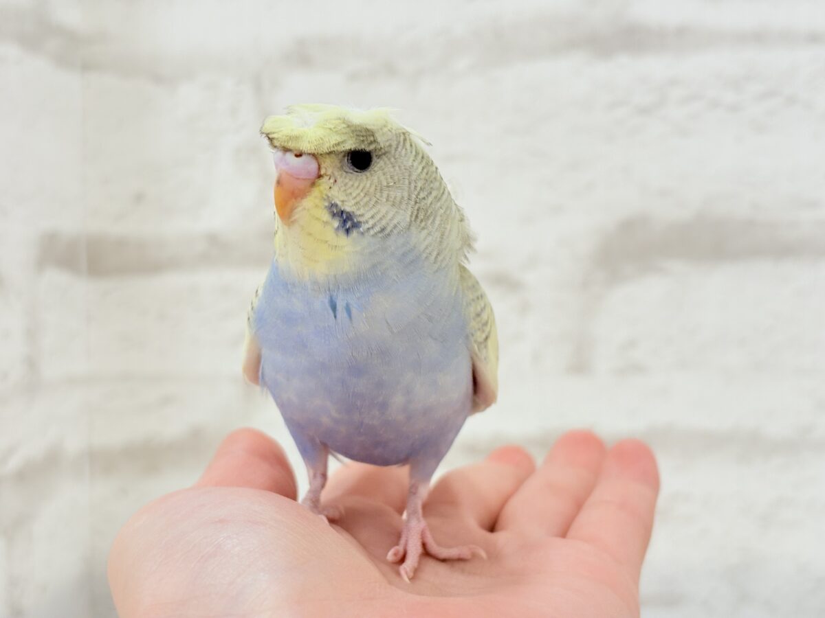 梵天セキセイインコ
