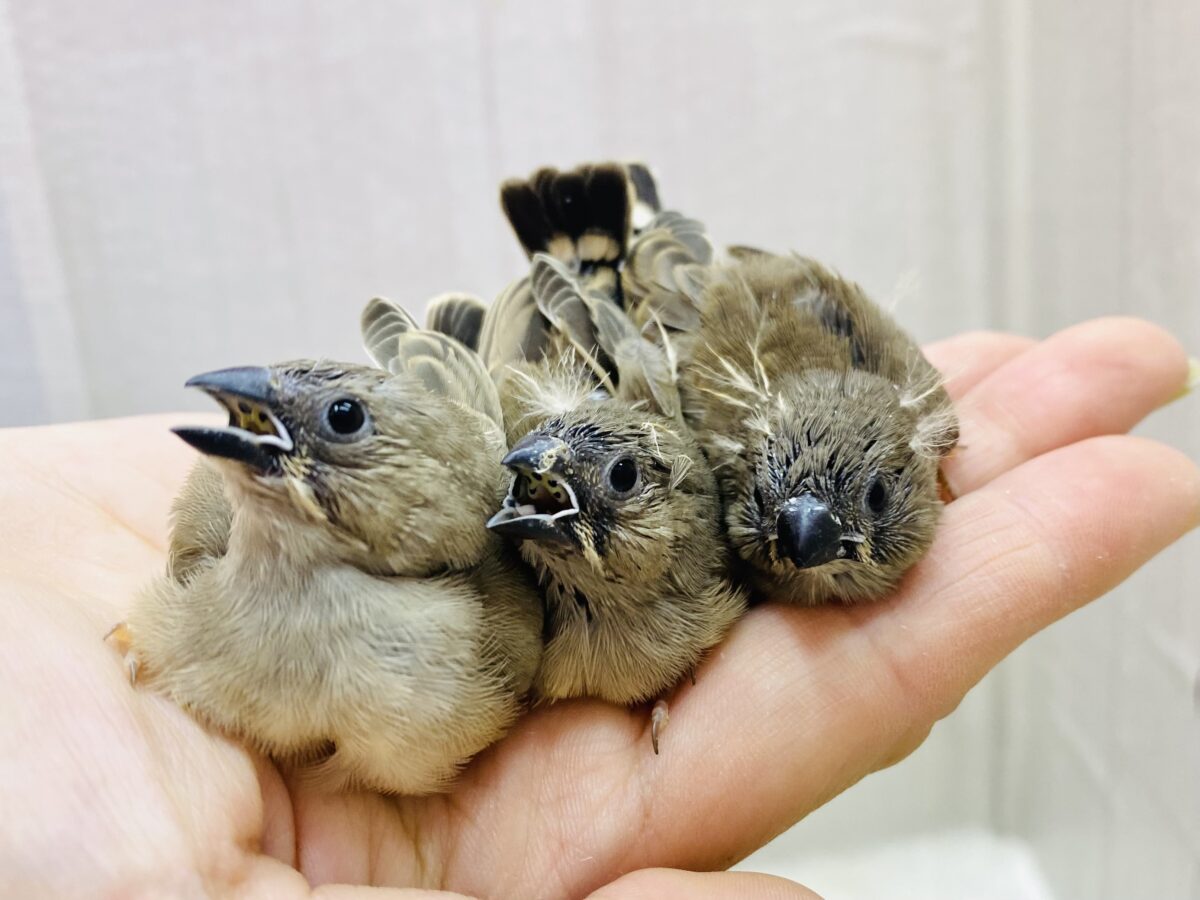 まるまる三色団子🤎🤎🤎キンカ鳥ノーマルちゃんず✨