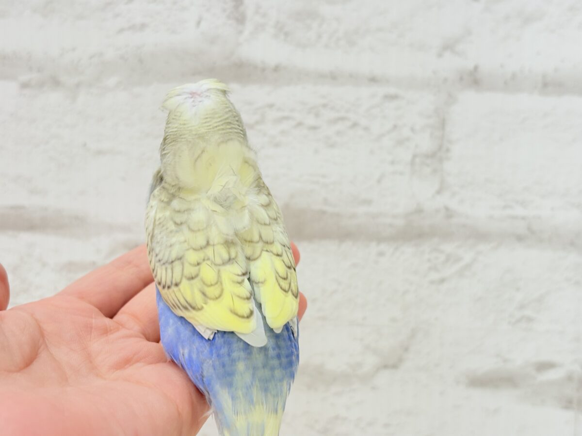 梵天セキセイインコ