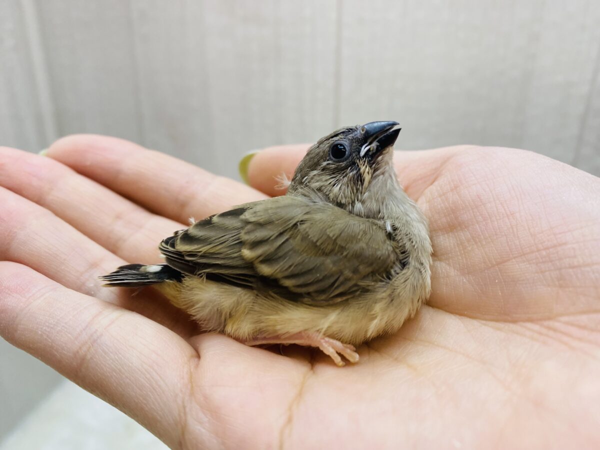 錦花鳥（キンカチョウ）