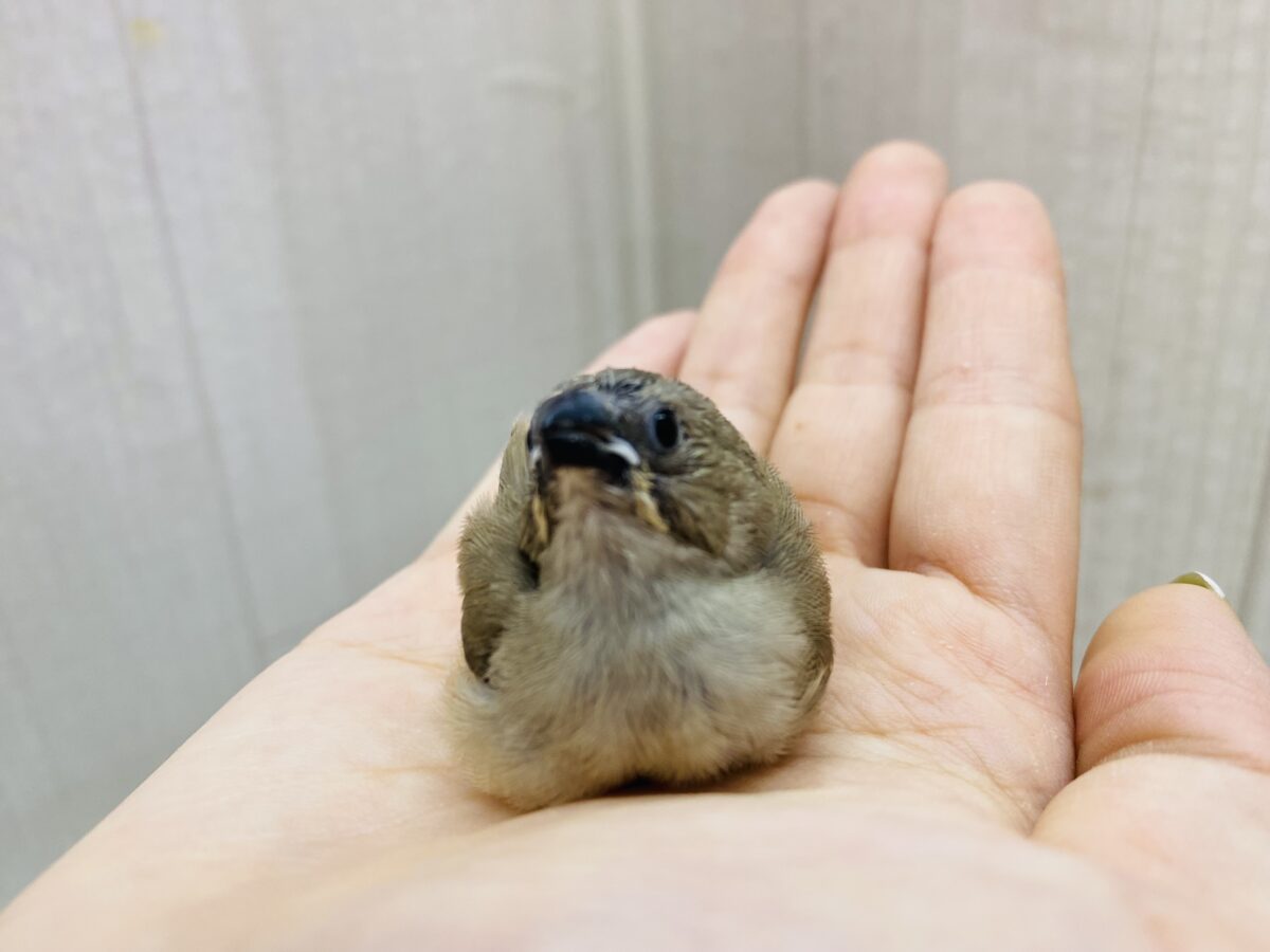 錦花鳥（キンカチョウ）