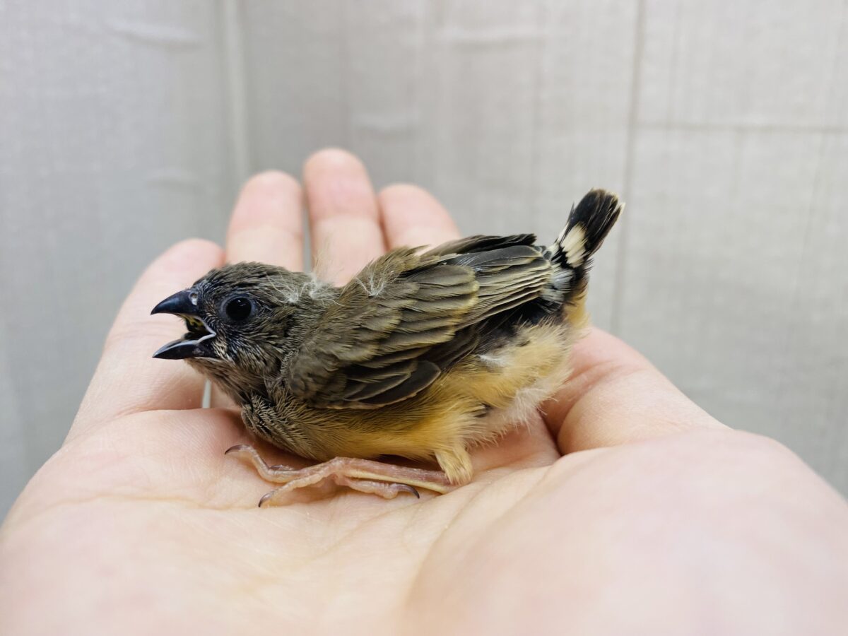 錦花鳥（キンカチョウ）
