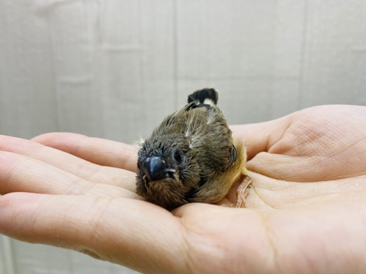 錦花鳥（キンカチョウ）