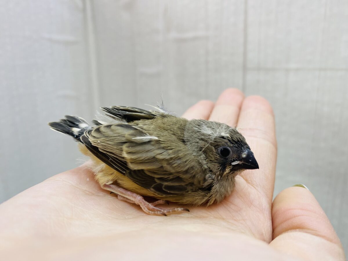錦花鳥（キンカチョウ）