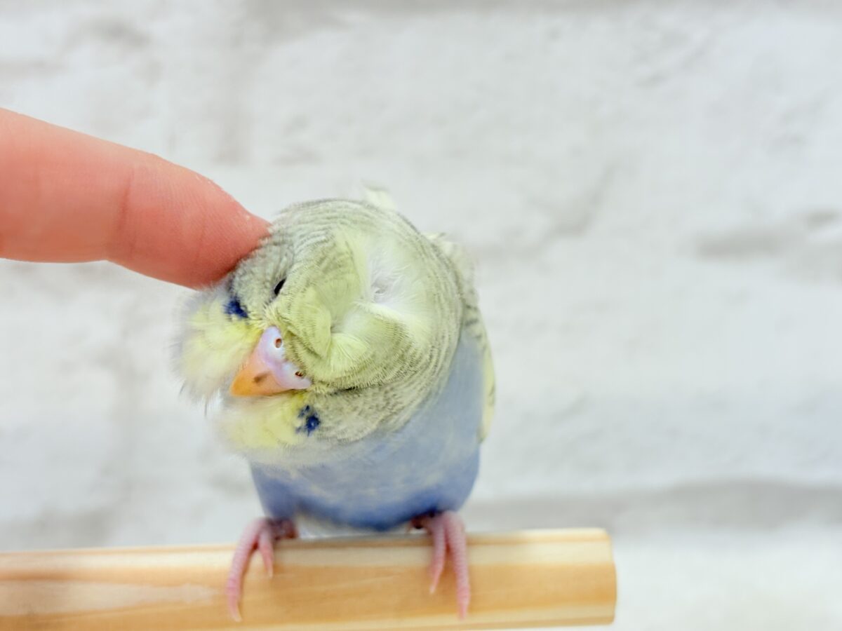 梵天セキセイインコ
