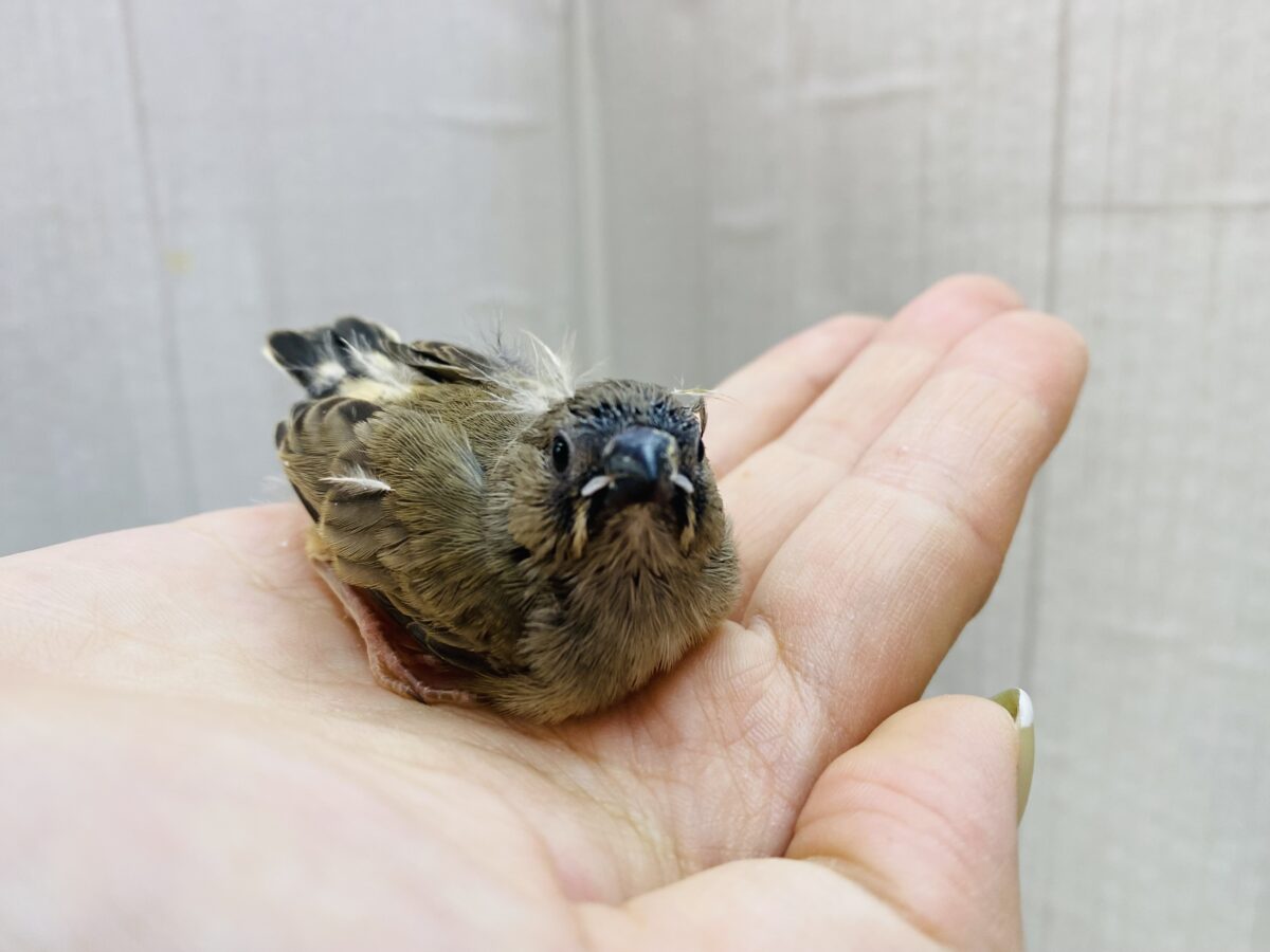 錦花鳥（キンカチョウ）