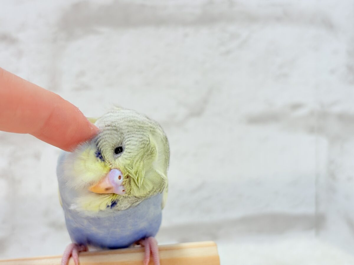梵天セキセイインコ
