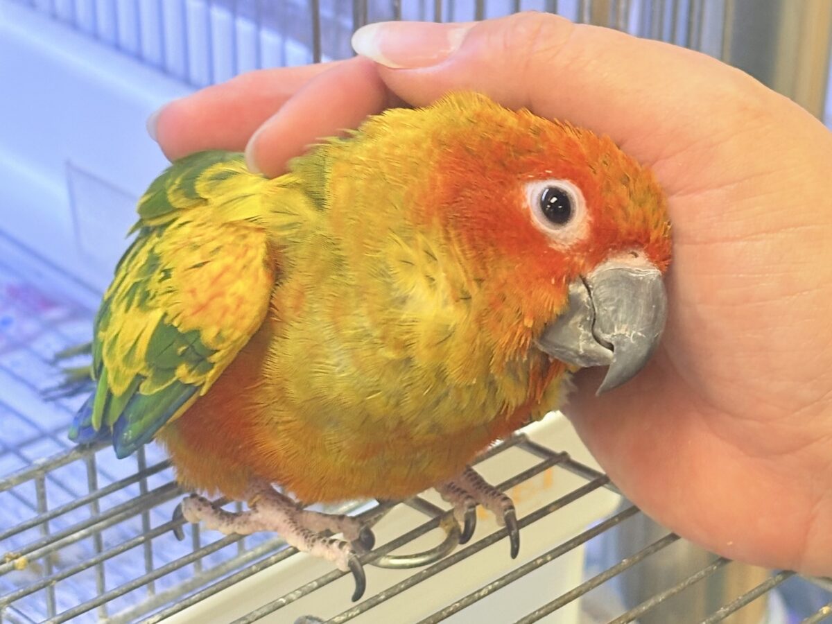 コガネメキシコインコ