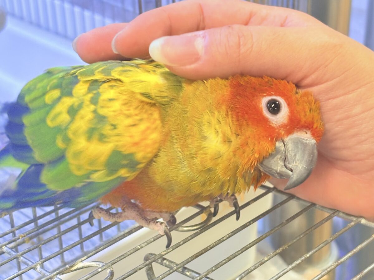 【最新画像更新🪄︎︎✨】いつでもうっ鳥❣️激甘プリティ〜バード参上🔥❤️‍🔥コガネメキシコインコ