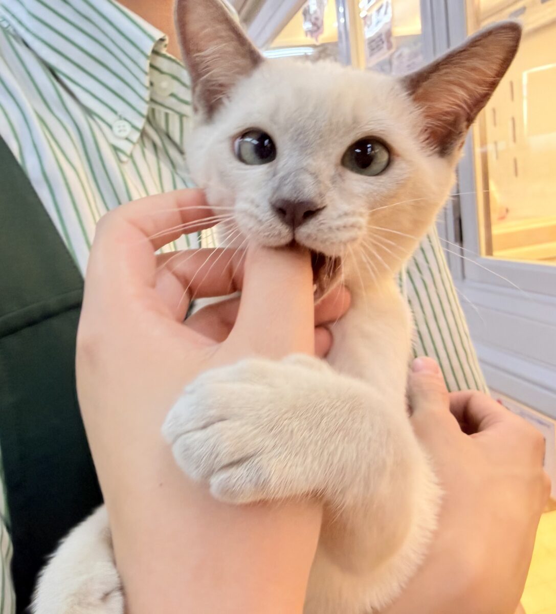 最新📷ふみふみが止まりませんっっっ!トンキニーズちゃん🐈 トンキニーズ