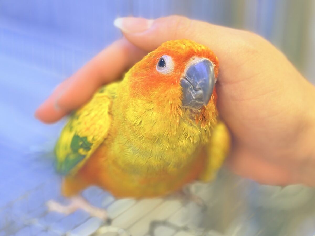 コガネメキシコインコ