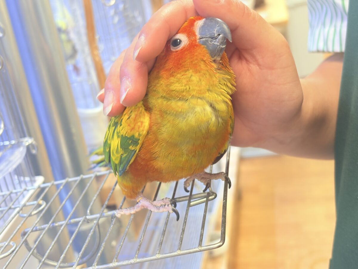 コガネメキシコインコ