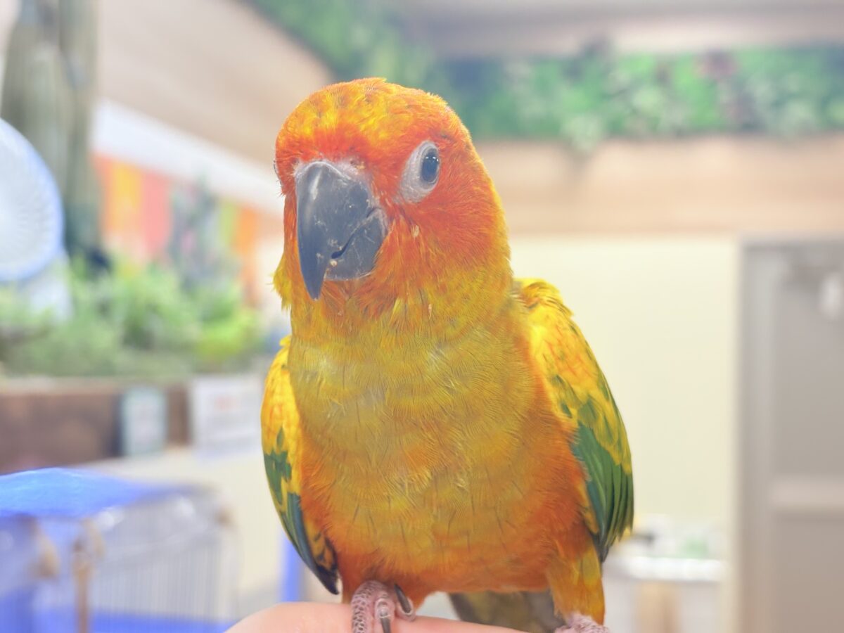 コガネメキシコインコ