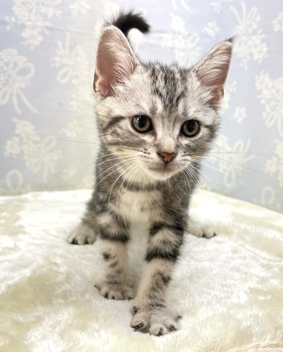 🐾.JUMPだにゃん🐾.*アメリカンショートヘアー(シルバータビー)💙男の子💙2026年5月16日生まれ アメリカンショートヘア