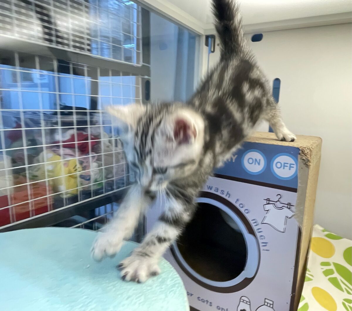 🐾.JUMPだにゃん🐾.*アメリカンショートヘアー(シルバータビー)💙男の子💙2026年5月16日生まれ アメリカンショートヘア