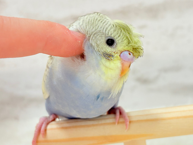 【最新画像・動画更新🪄もうすぐひとり餌‪☆】背中にお花が咲きました✨おカッパちゃん🐣🌼梵天セキセイインコ(パステルレインボースパングル) ヒナ