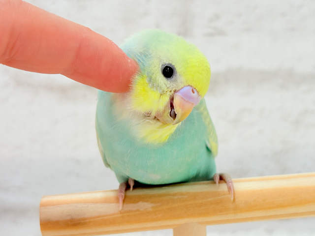 【最新画像更新🪄】好奇心が溢れちゃう🐣💖セキセイインコ(パステルカラーレインボー) ヒナ