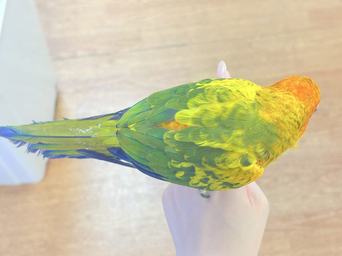 コガネメキシコインコ