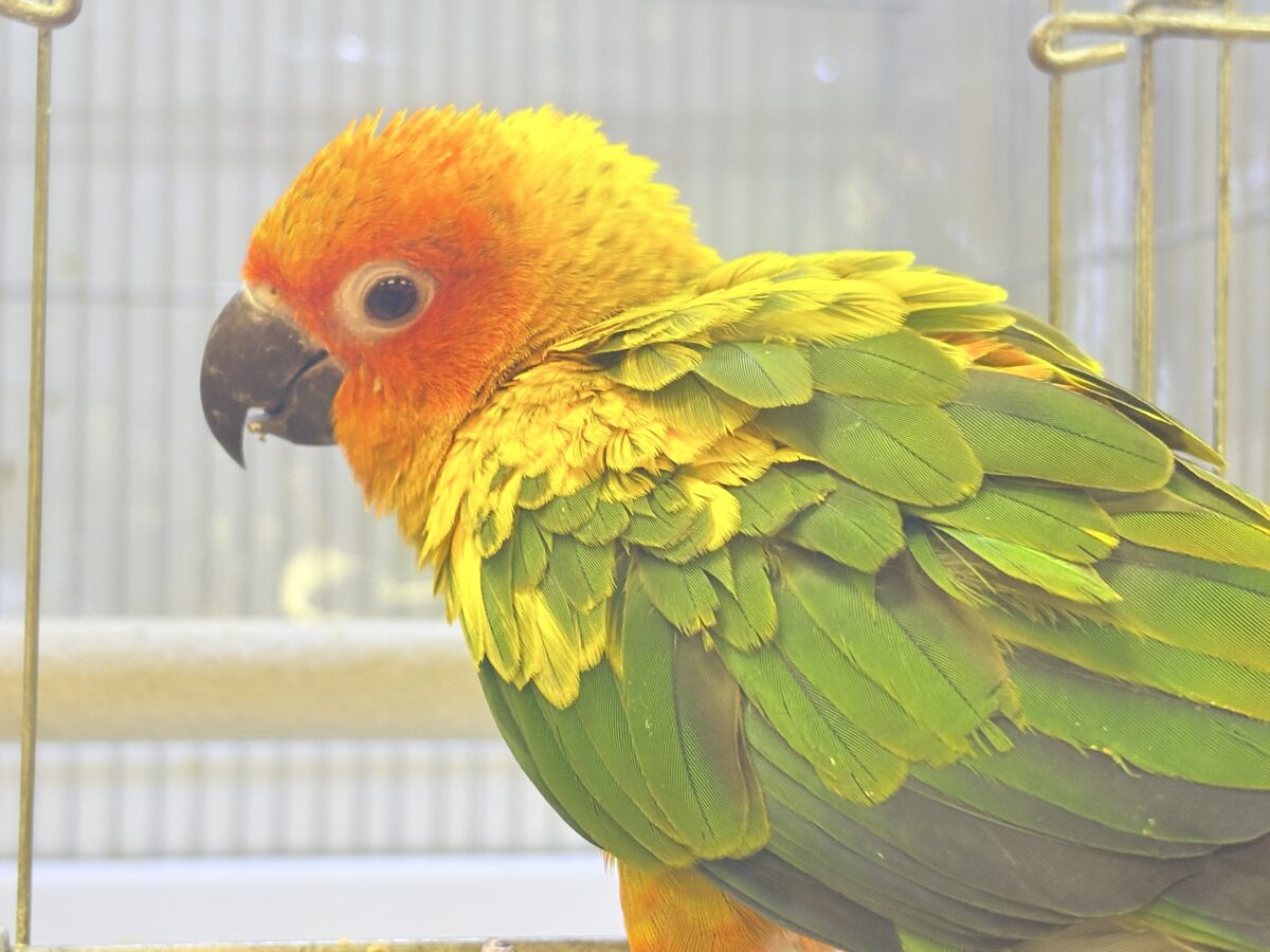 コガネメキシコインコ