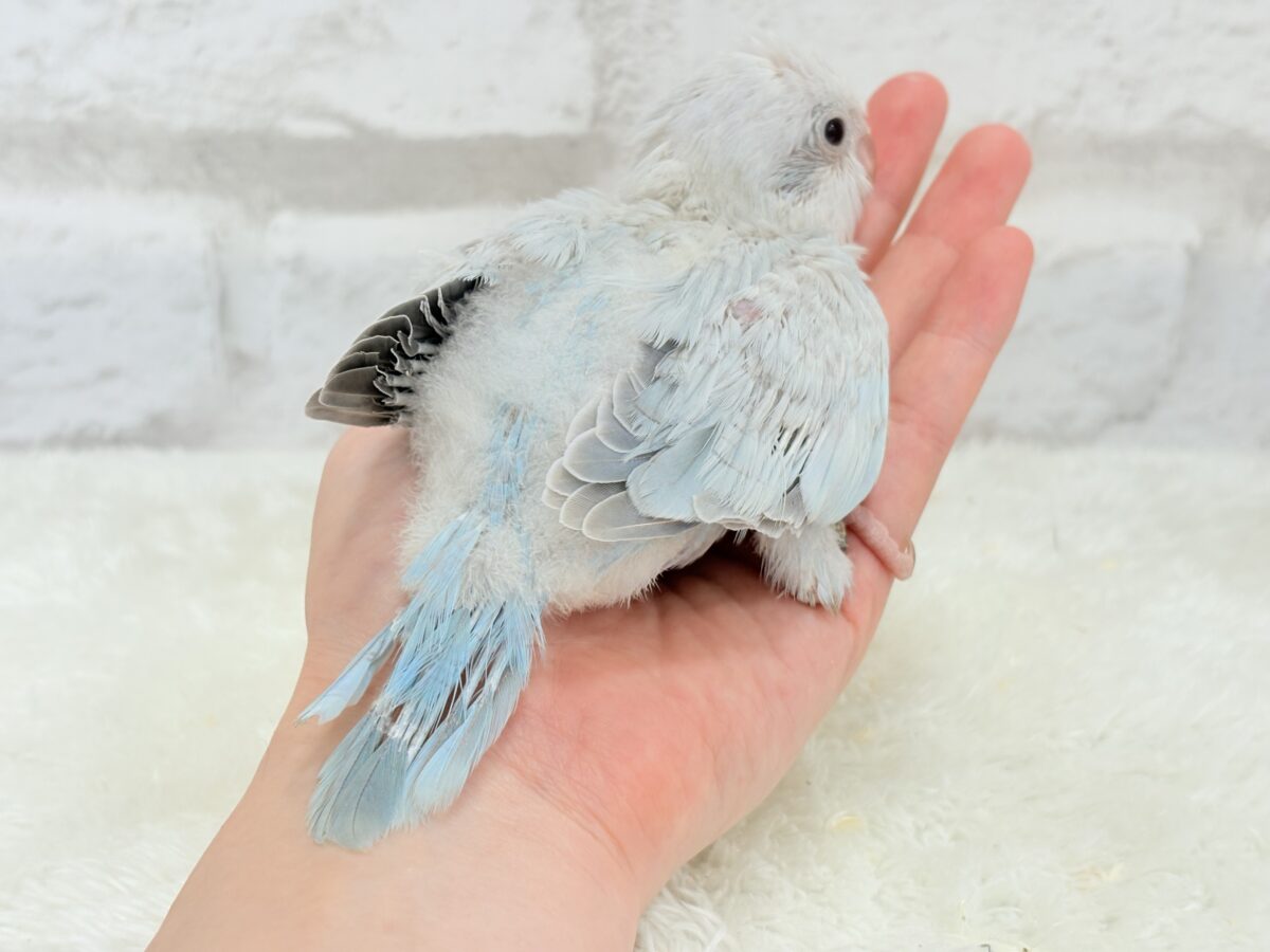 透明感たっぷり🫧氷上の天使🐣🩵オキナインコ(ブルーパリドオパーリン) ヒナ オキナインコ