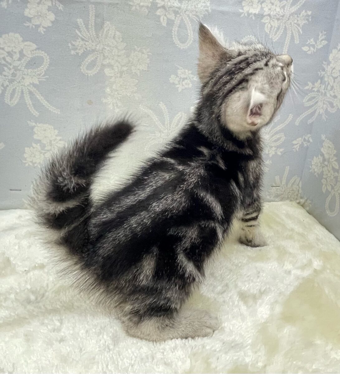 🐾.JUMPだにゃん🐾.*アメリカンショートヘアー(シルバータビー)💙男の子💙2026年5月16日生まれ アメリカンショートヘア