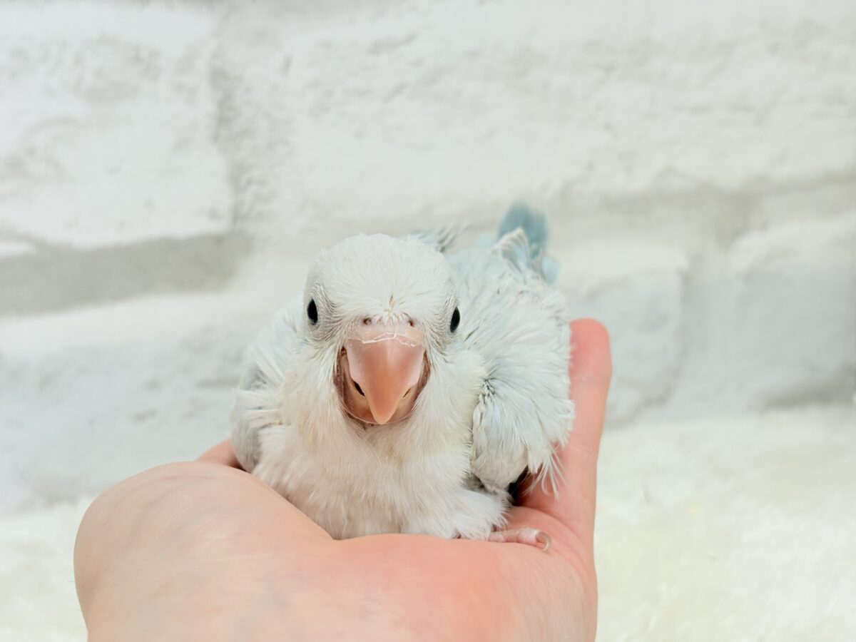 オキナインコ