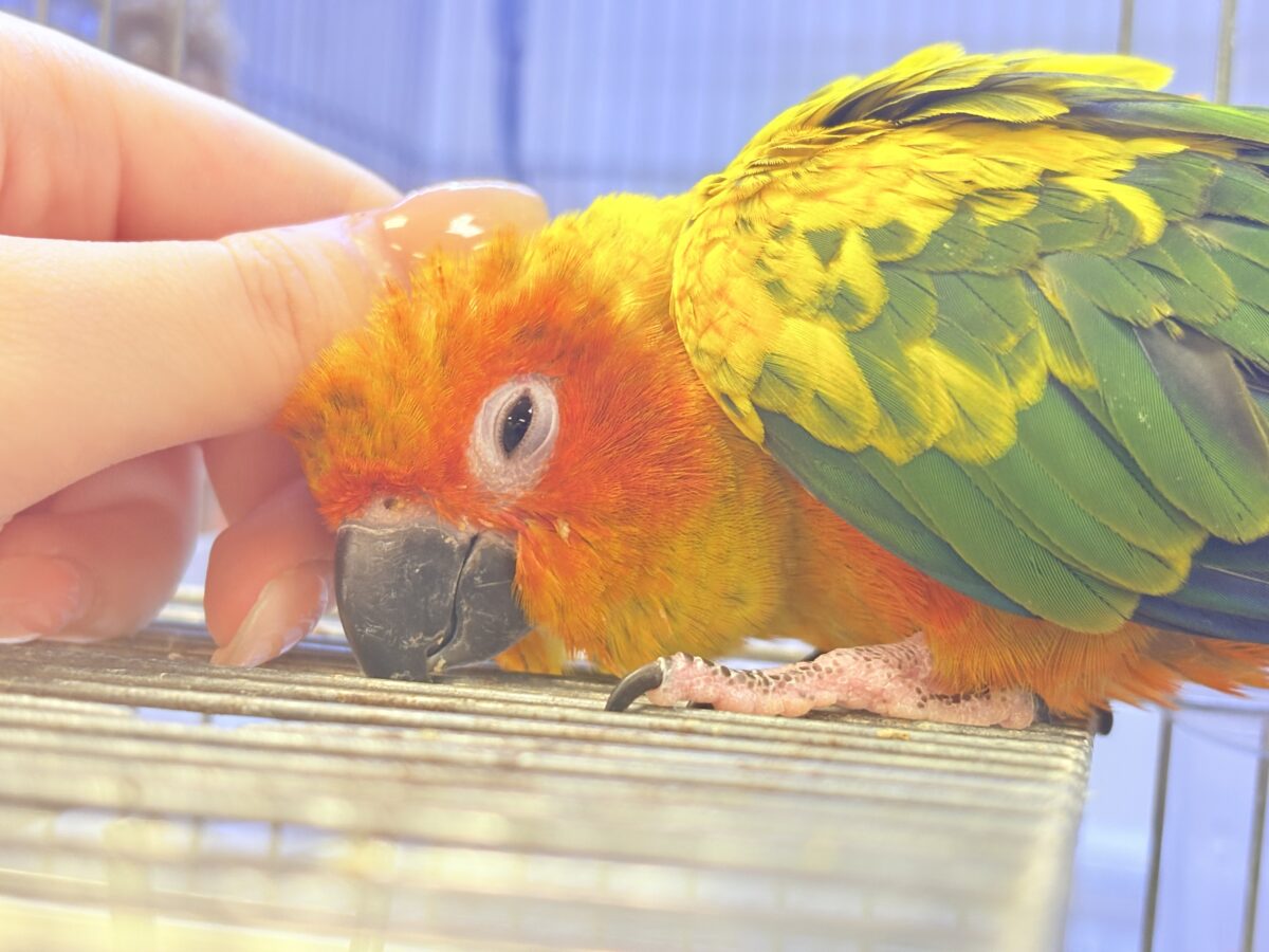 コガネメキシコインコ