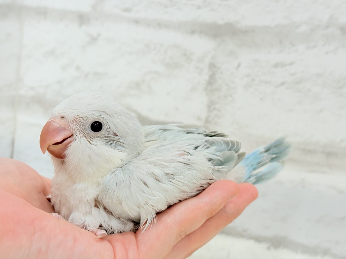 オキナインコ