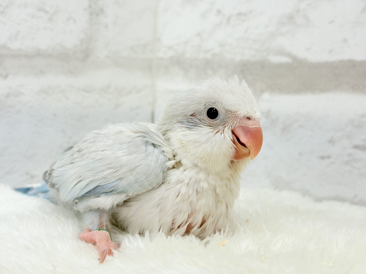 オキナインコ