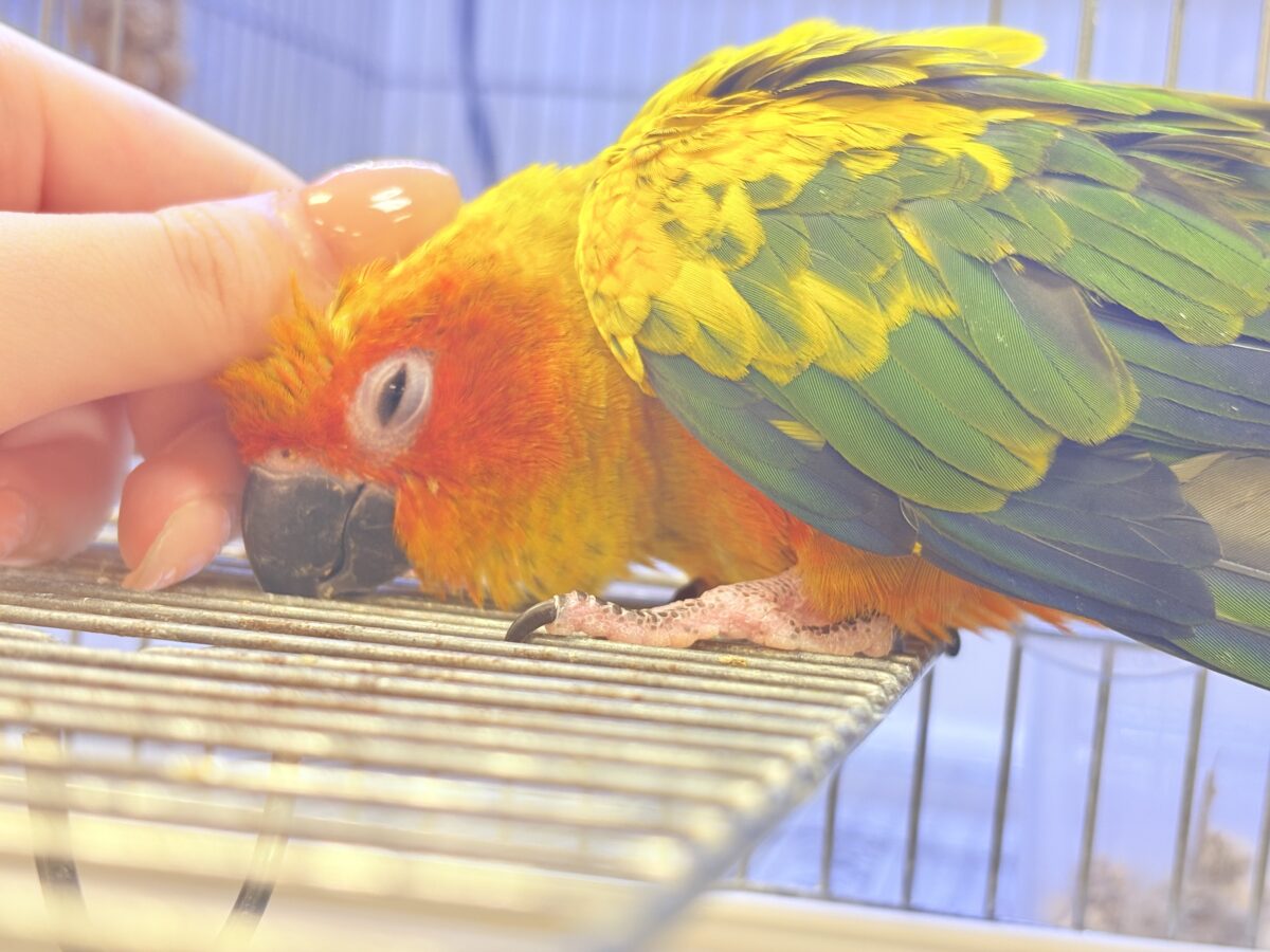 コガネメキシコインコ